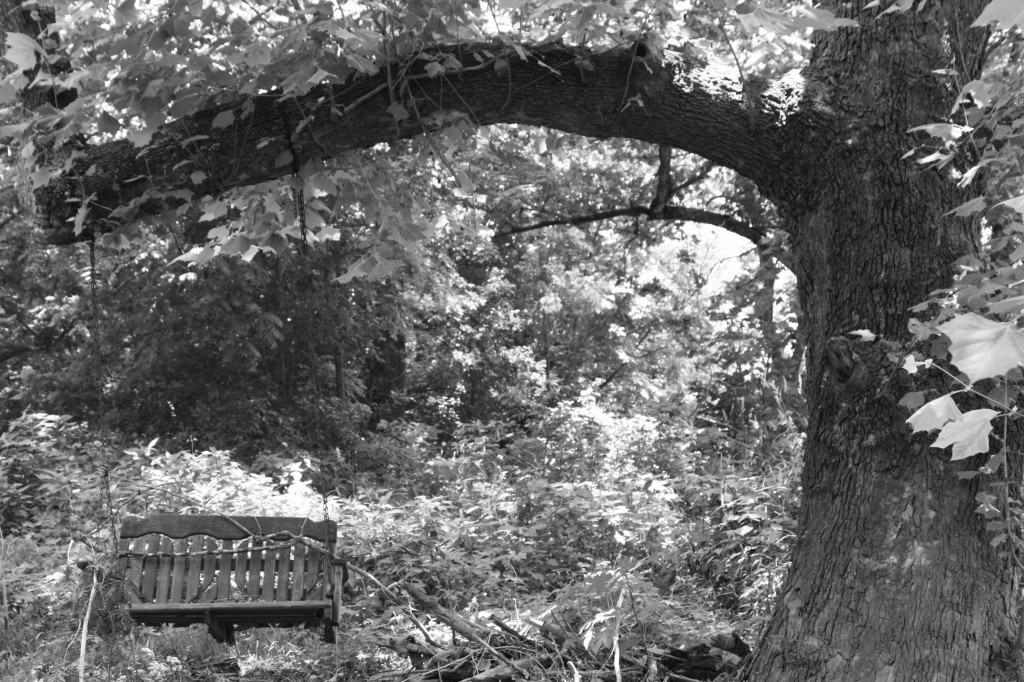 Swing under tree