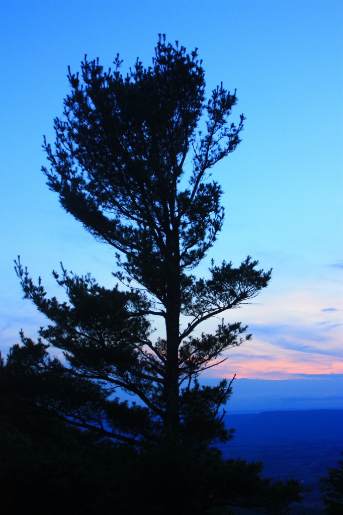 Tree at sunset